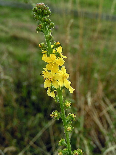 450px-Agrimonia_eupatoria01 wiki