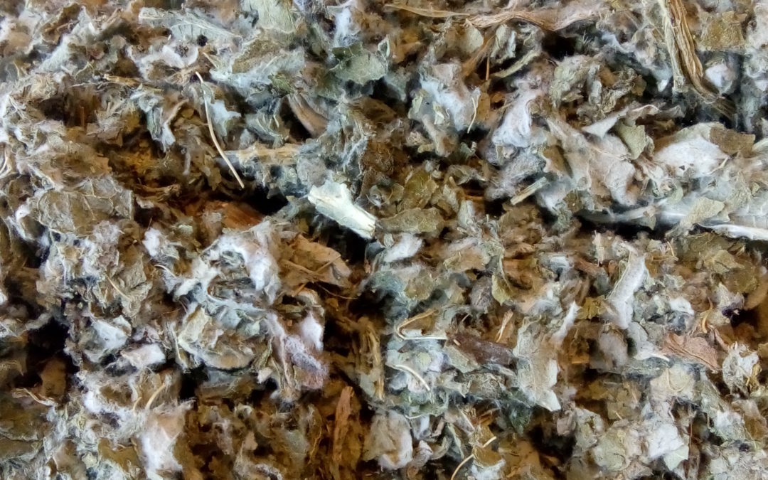 ARTICHAUT Feuille 100 gr