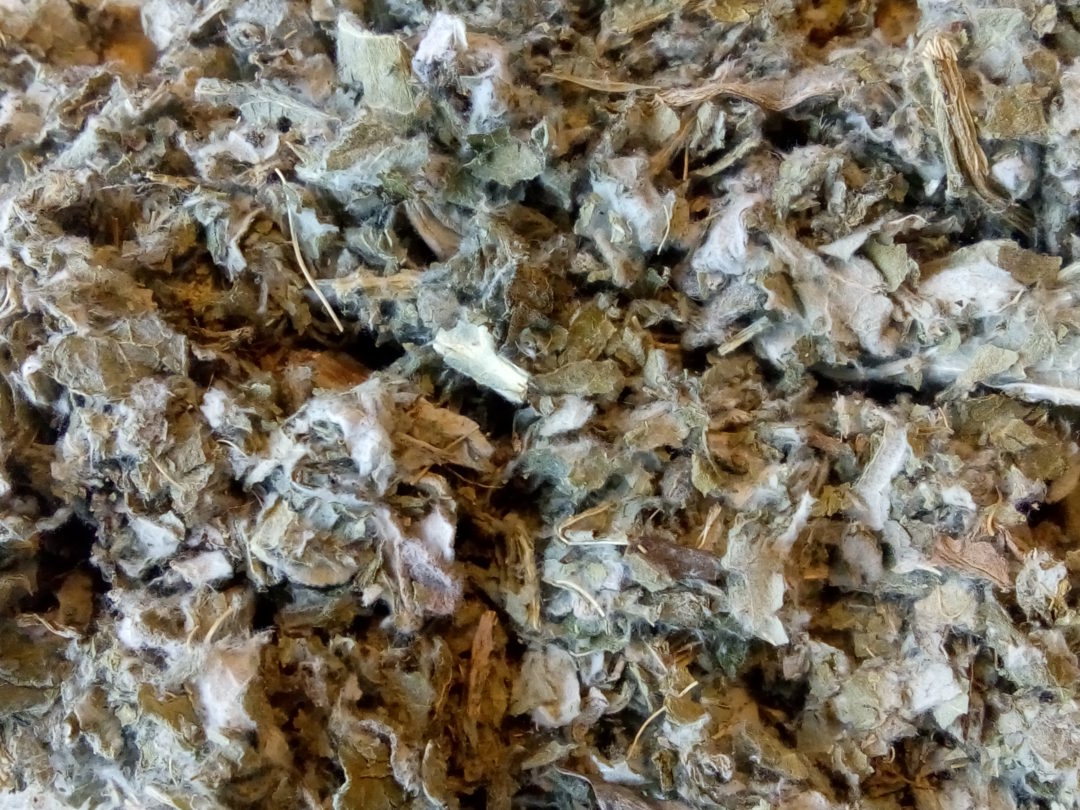 artichaut feuille