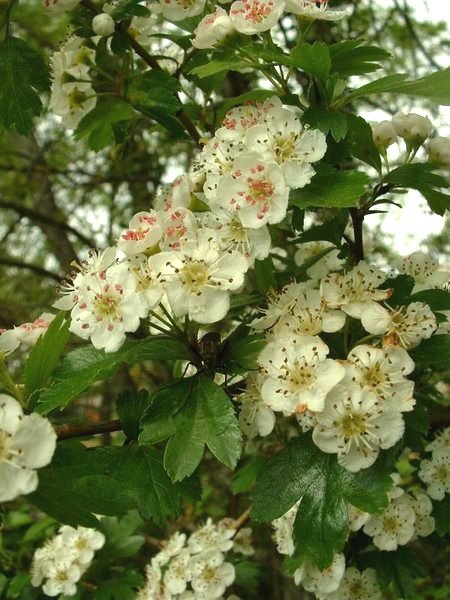 aubépine sommitées fleuries wikipédia