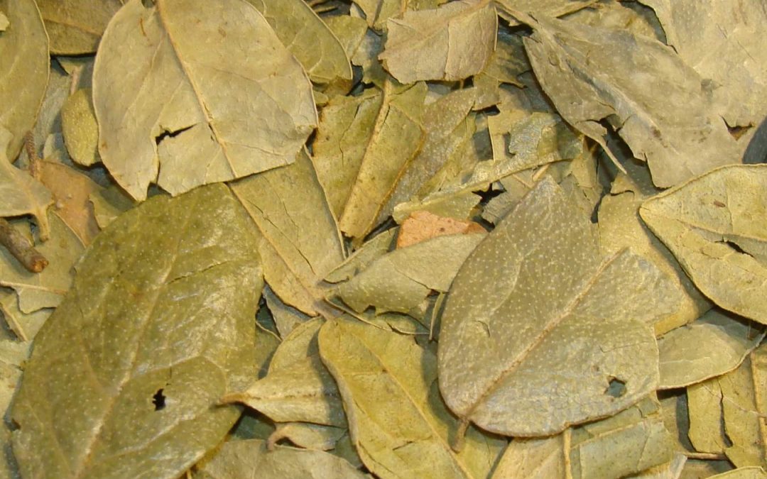BOLDO feuille 150 gr