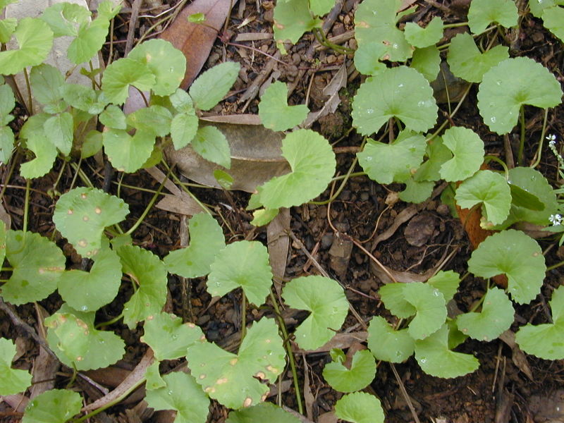 CENTELLA ASIATICA plante 100 gr