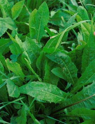 CHICOREE Feuille 100 gr