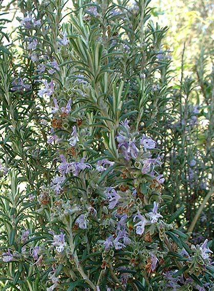 Romarin feuille, Herboristerie