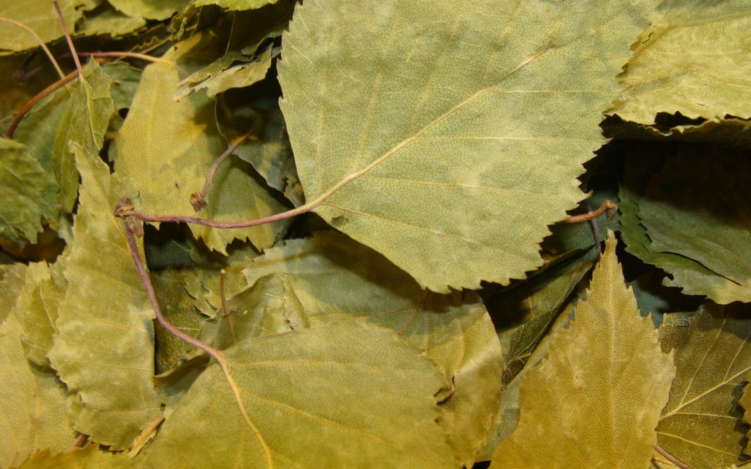 BOULEAU Feuille 150 gr