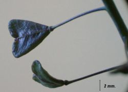 BOURSE à PASTEUR Plante 100 gr