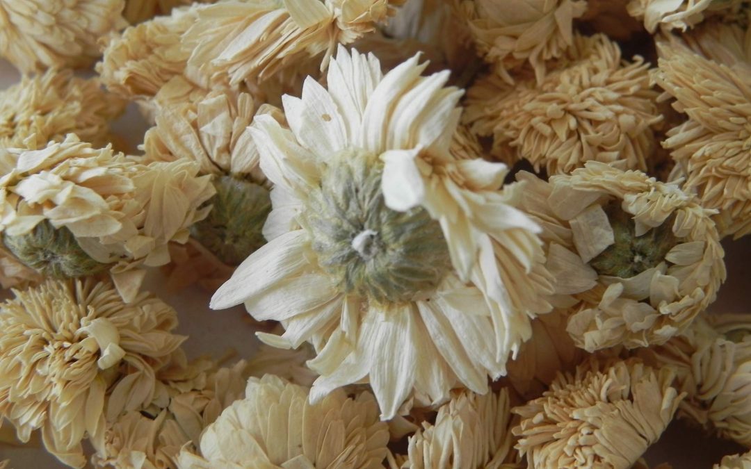 CAMOMILLE Romaine capitules floraux 70 gr