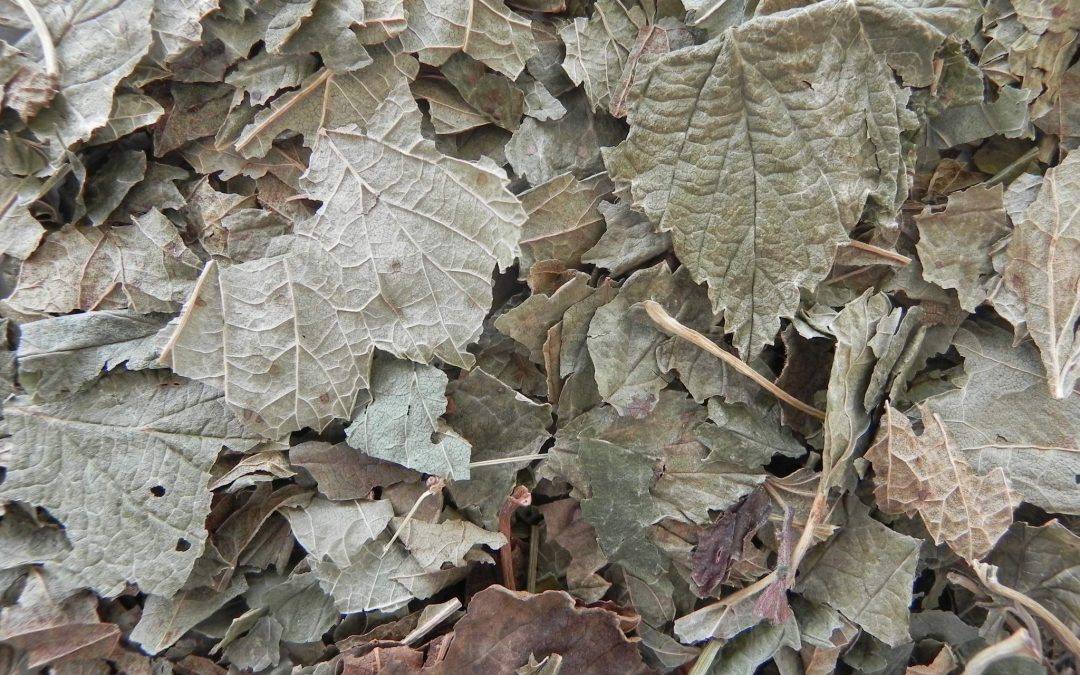 CASSIS Feuille 150 gr