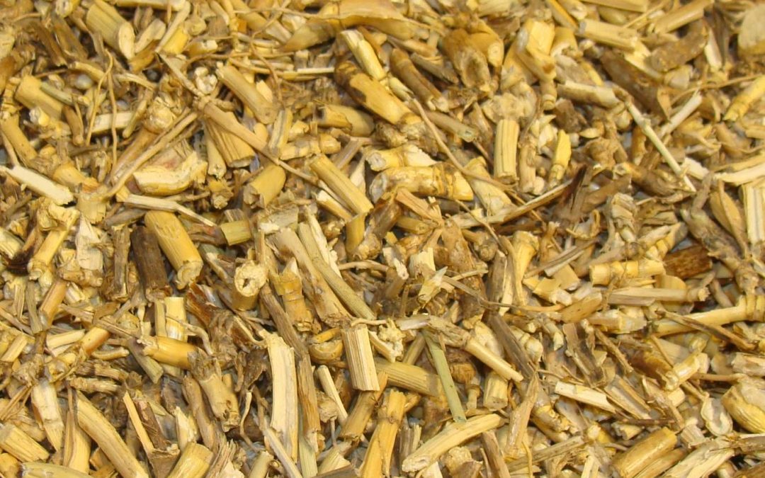 CHIENDENT Rhizome coupé 100 gr
