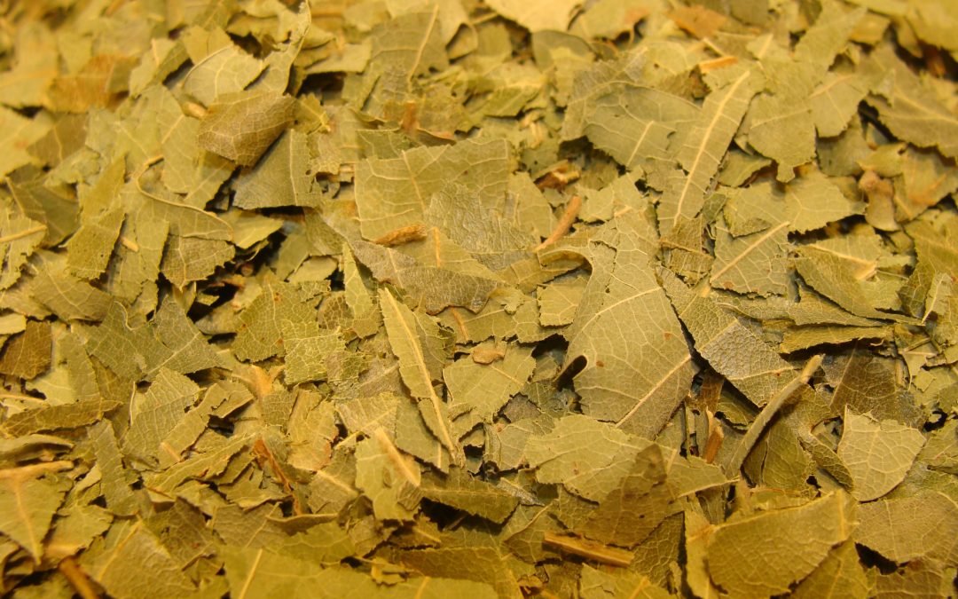 CHÊNE Feuille 100 gr
